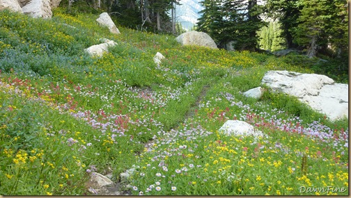 Trails Rx Wildflower Bonanza